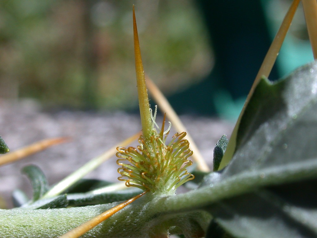 Aculei ... di ? Xanthium spinosum (quiz)